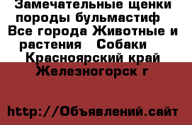 Замечательные щенки породы бульмастиф - Все города Животные и растения » Собаки   . Красноярский край,Железногорск г.